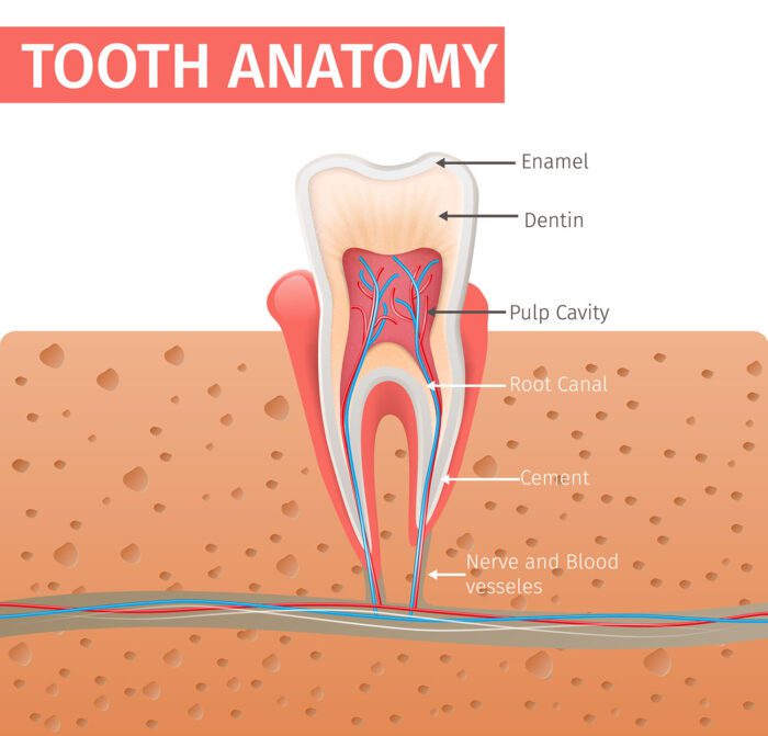 A Root Canal in Fallston MD may seem scary, but it's a crucial treatment for infection